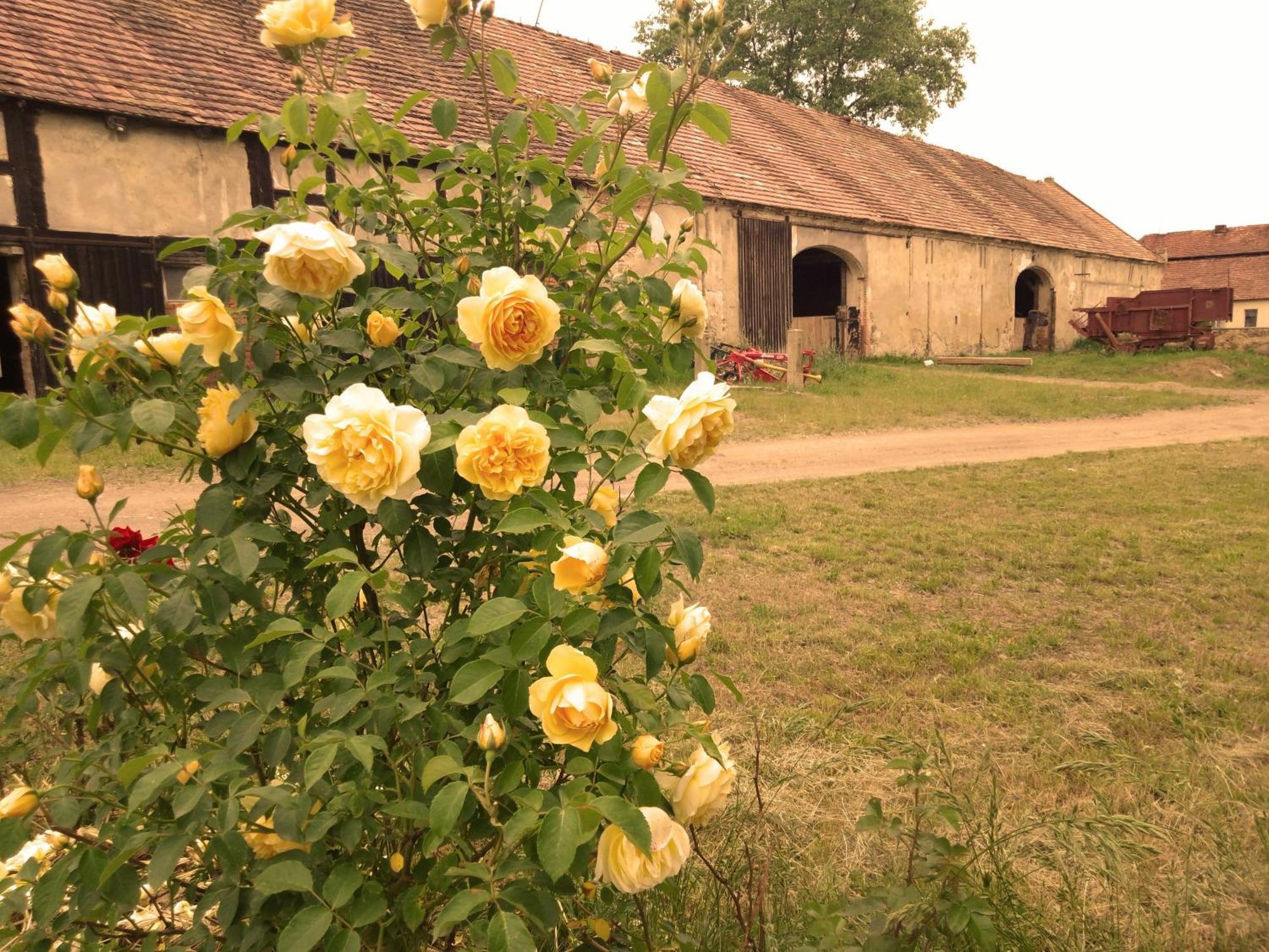 Country Estate * Studniska