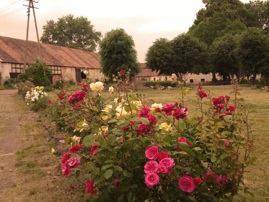 Farm stay Country Estate Studniska