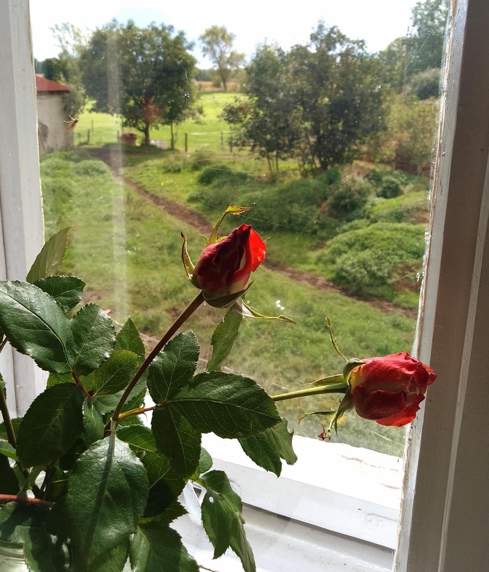 Farm stay Country Estate Studniska