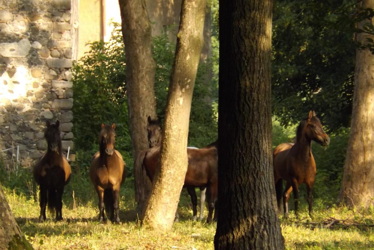 Country Estate Farm stay Studniska